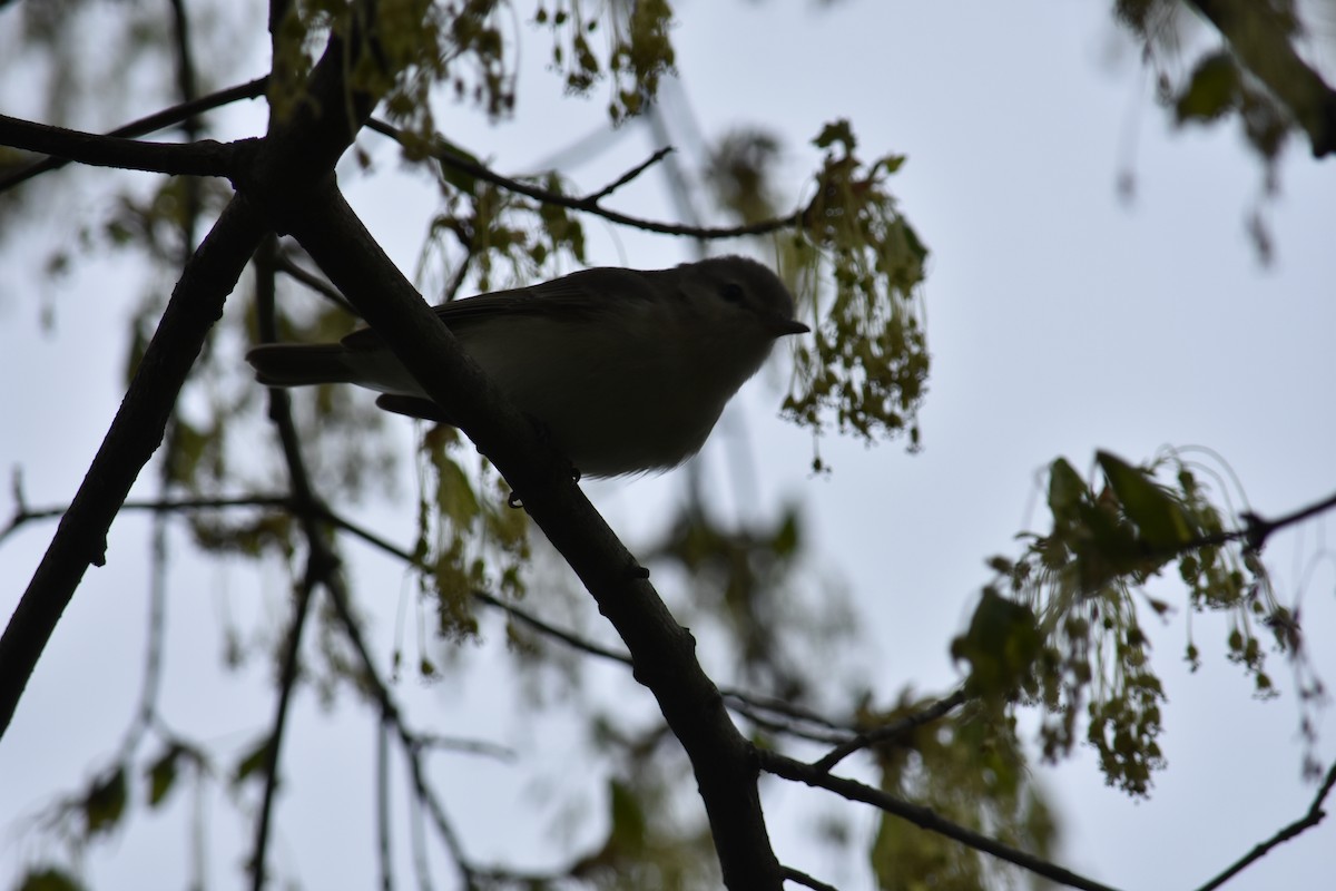 Warbling Vireo - ML619006680