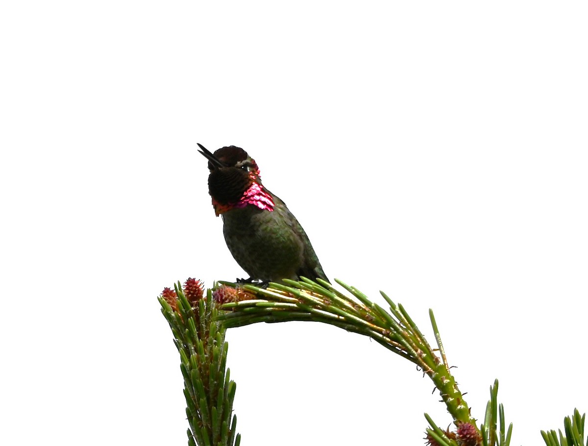 Anna's Hummingbird - ML619006689