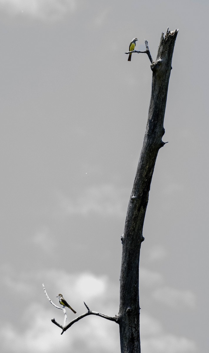 Great Crested Flycatcher - ML619006716