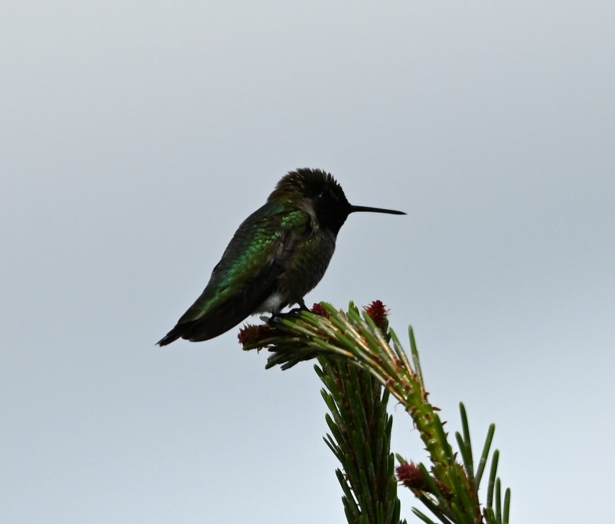 Anna's Hummingbird - ML619006745