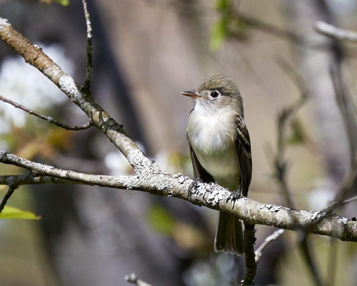 Least Flycatcher - ML619006747