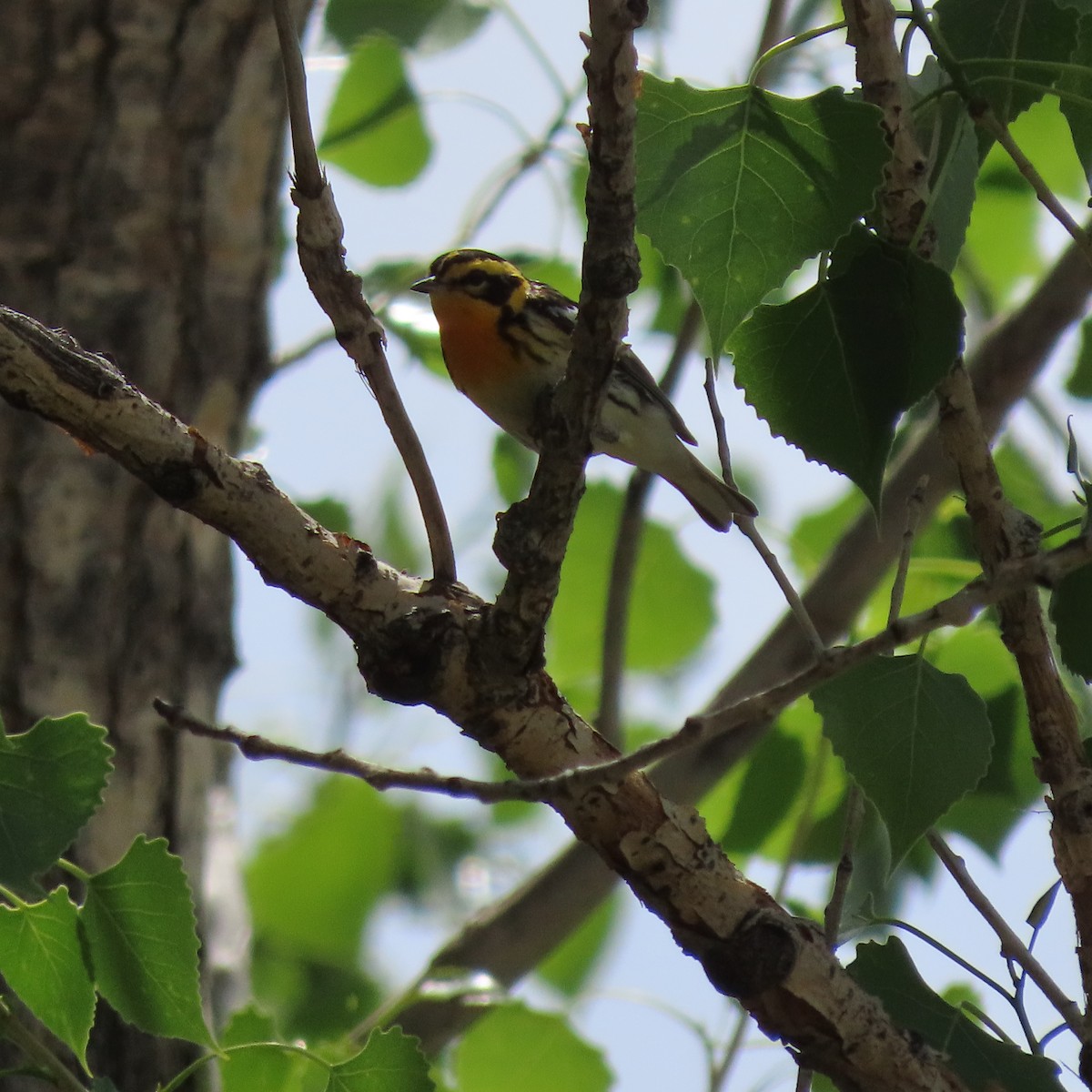 Blackburnian Warbler - ML619006753