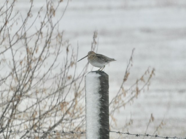 Wilson's Snipe - ML619006762