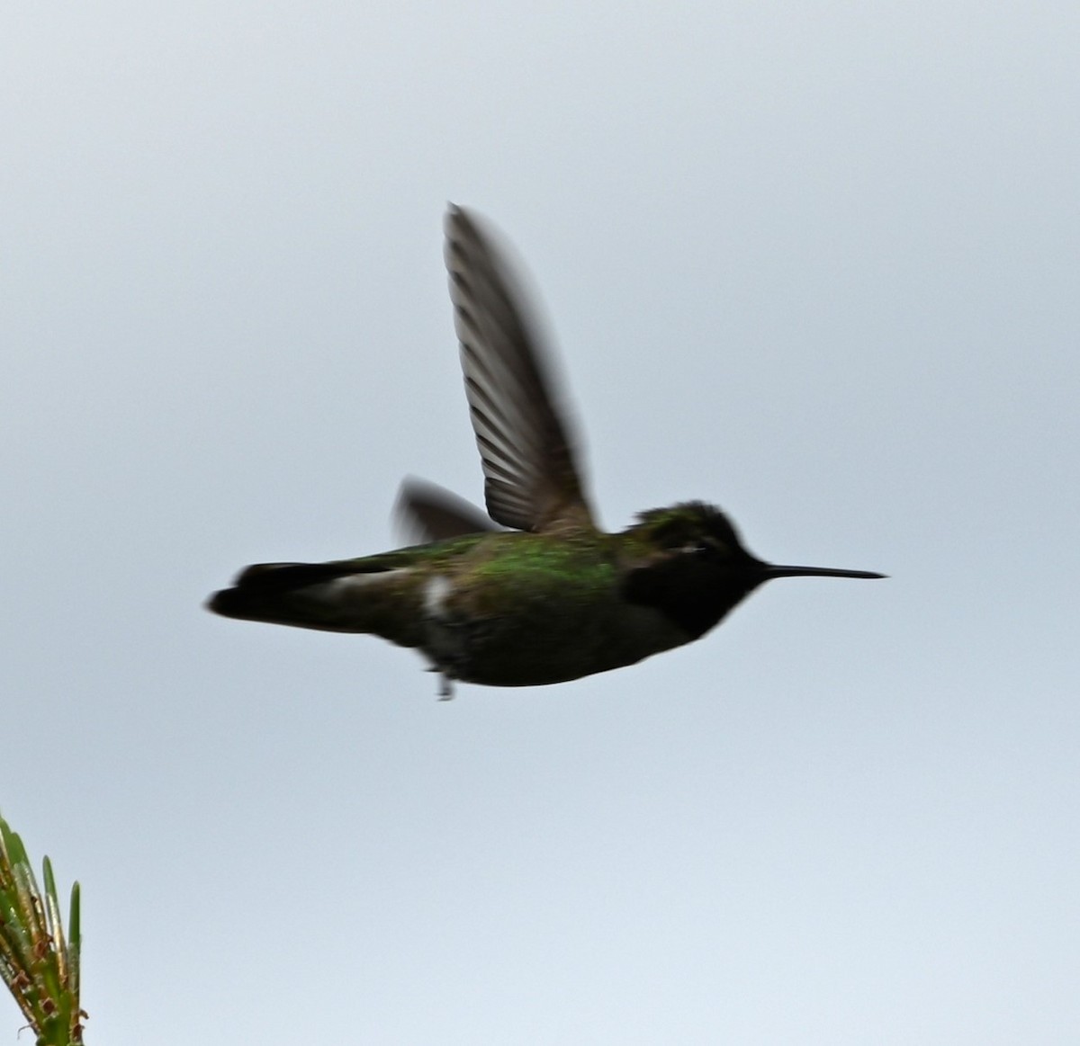 Anna's Hummingbird - ML619006769