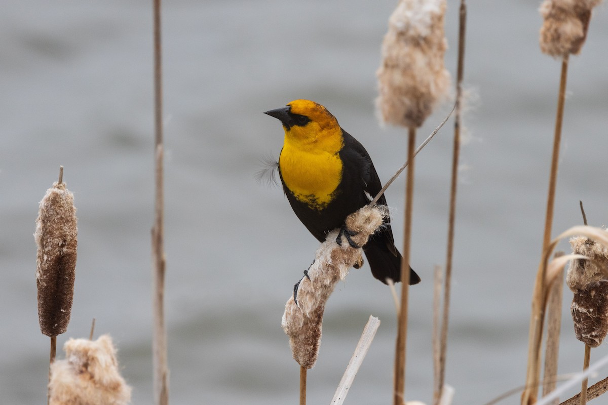 Yellow-headed Blackbird - Andrew Hart