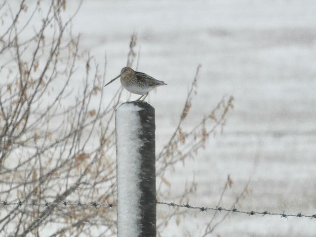 Wilson's Snipe - ML619006783