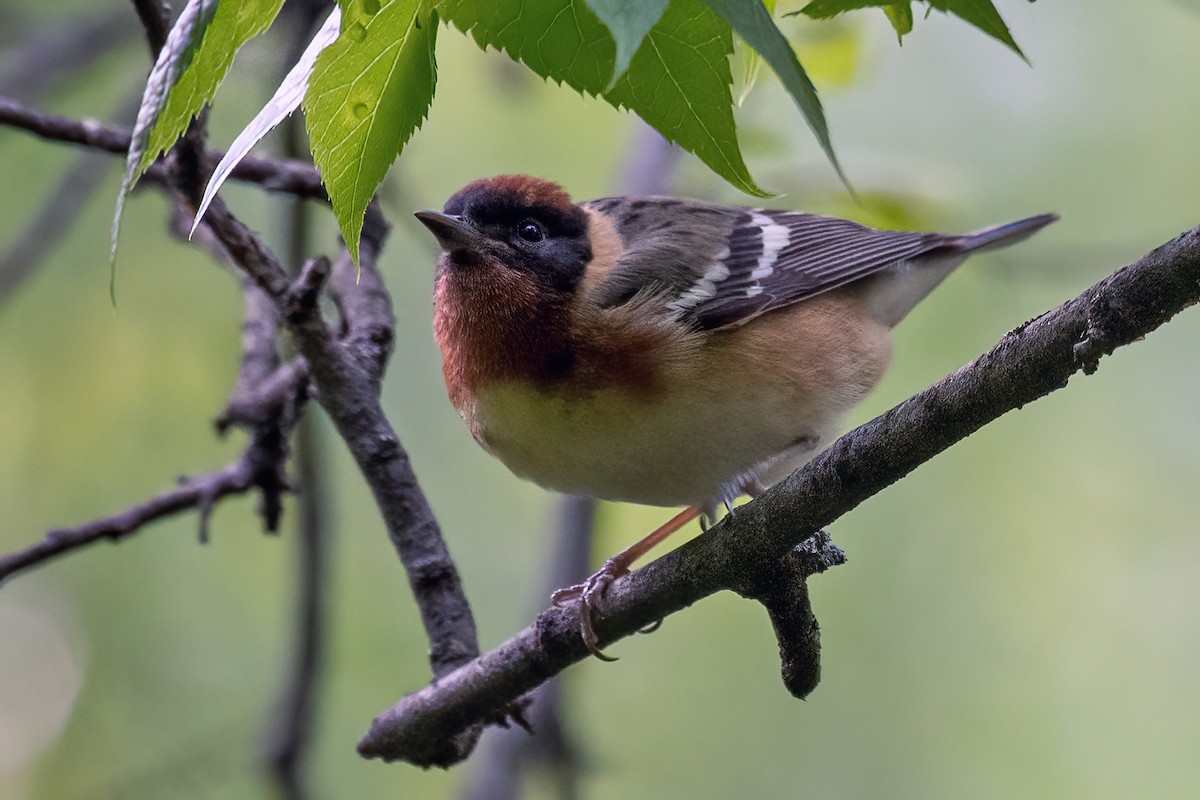 Bay-breasted Warbler - ML619006790