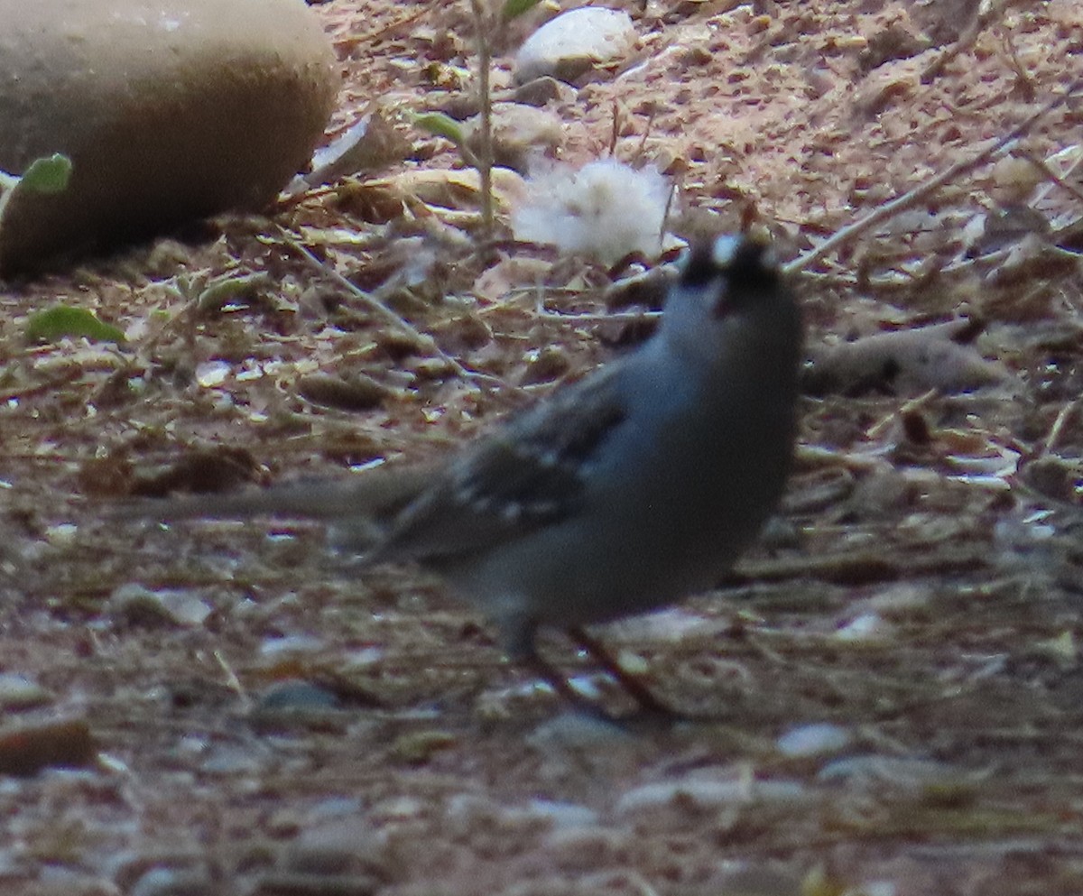 White-crowned Sparrow - ML619006834