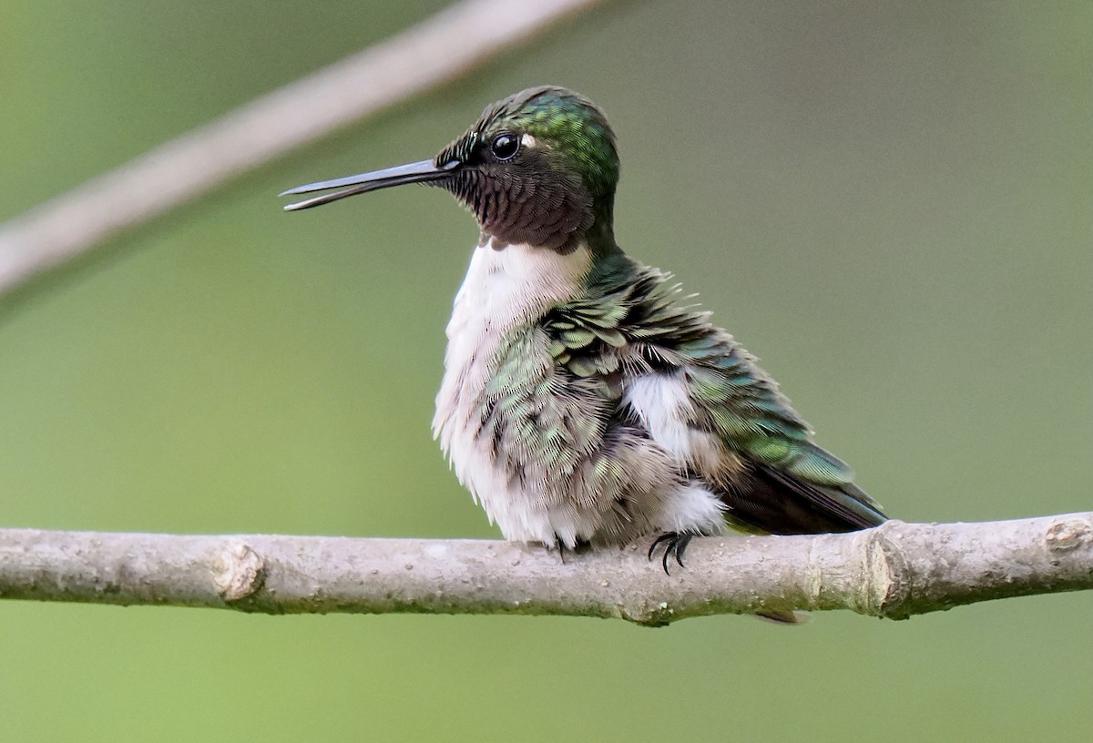 Ruby-throated Hummingbird - ML619006838