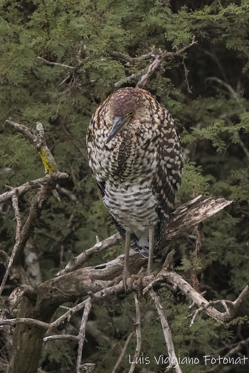 Rufescent Tiger-Heron - luis viggiano