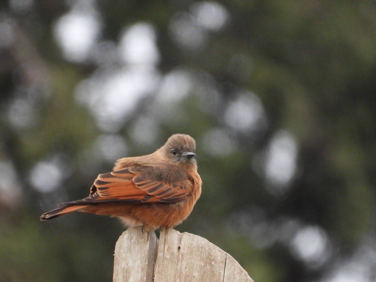 Cliff Flycatcher - Más Aves