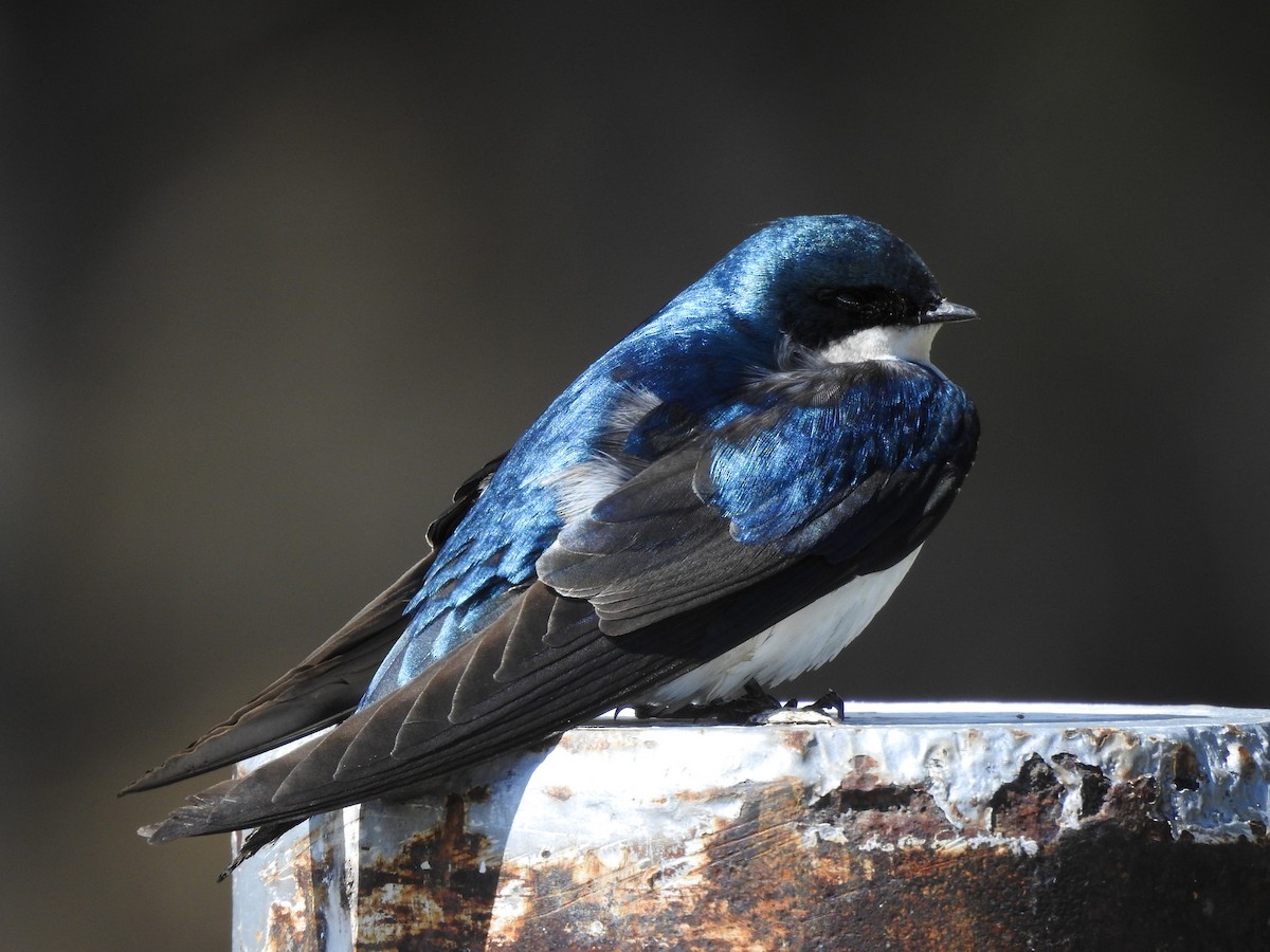 Tree Swallow - Shane Sater