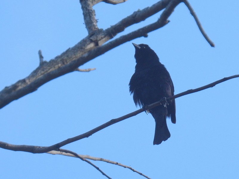 Shiny Cowbird - bob butler