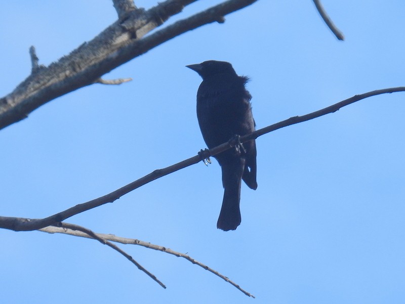 Shiny Cowbird - bob butler