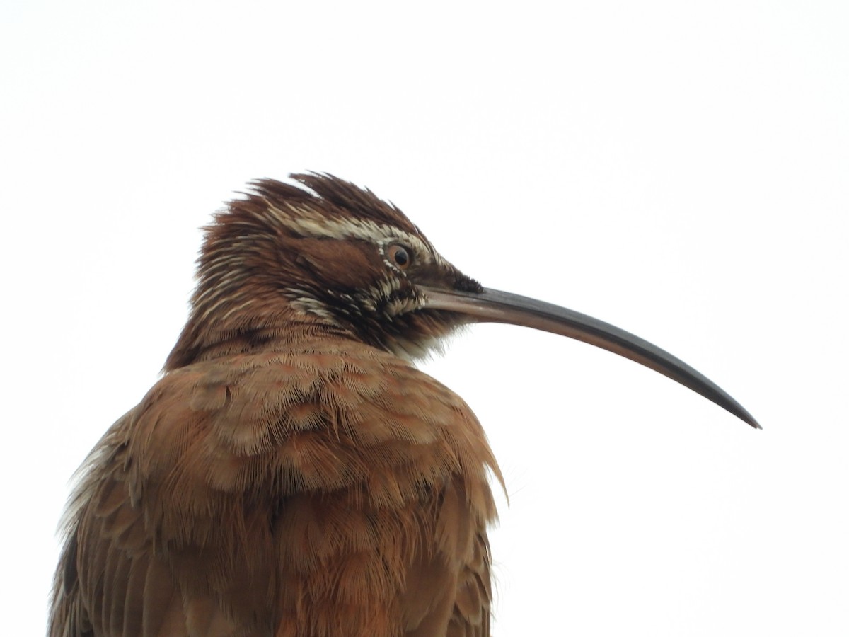 Scimitar-billed Woodcreeper - ML619006905