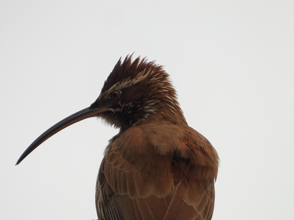 Scimitar-billed Woodcreeper - Más Aves