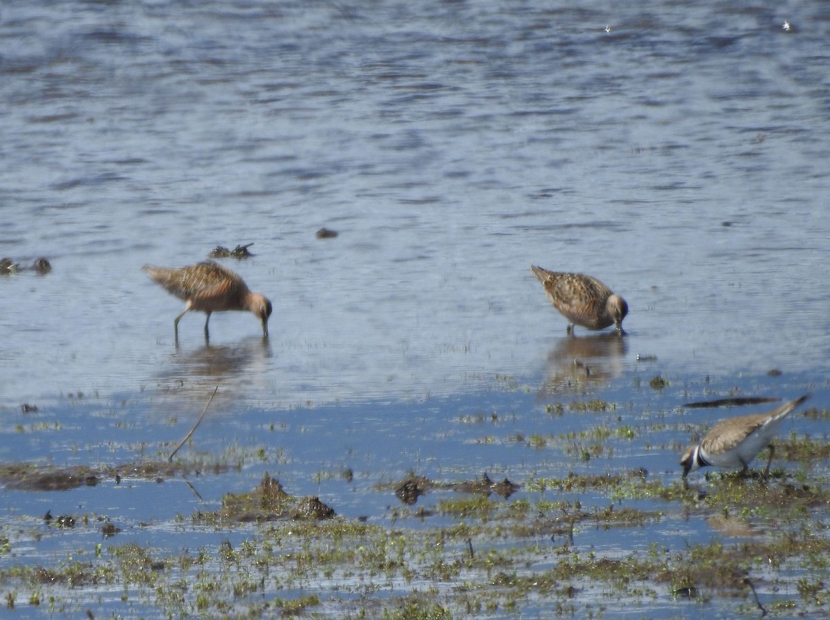 Long-billed Dowitcher - Shane Sater