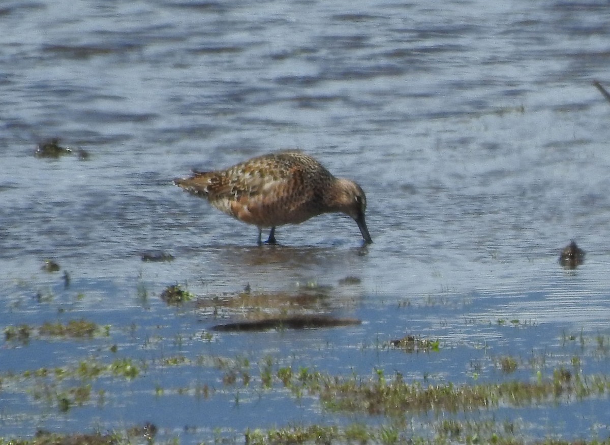 Long-billed Dowitcher - Shane Sater