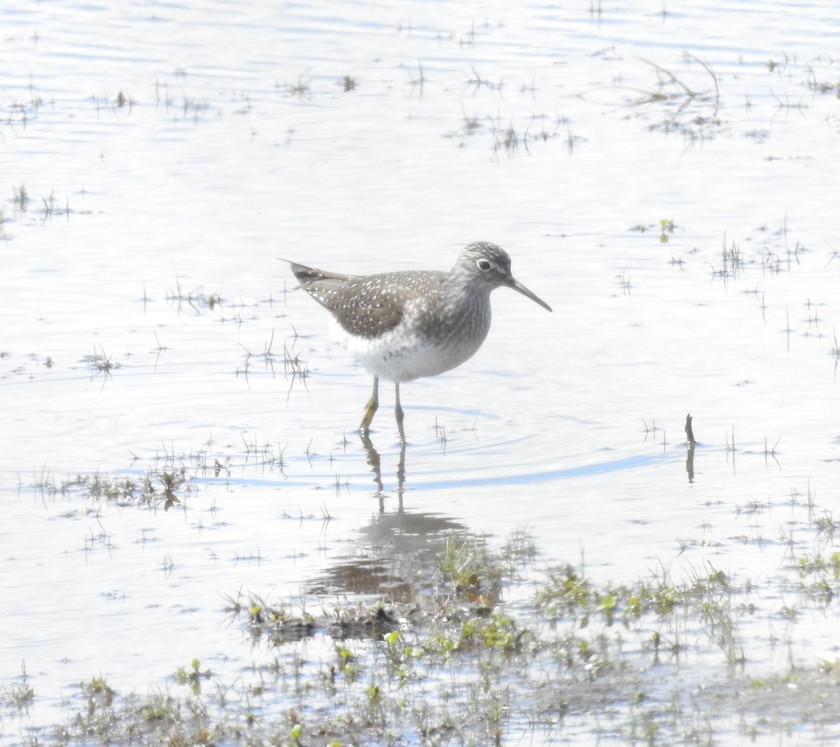 Solitary Sandpiper - ML619006928