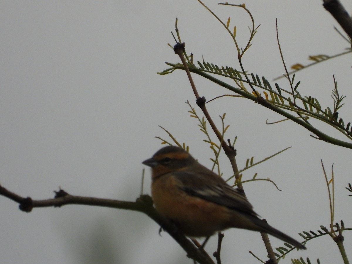 Cinnamon Warbling Finch - Más Aves