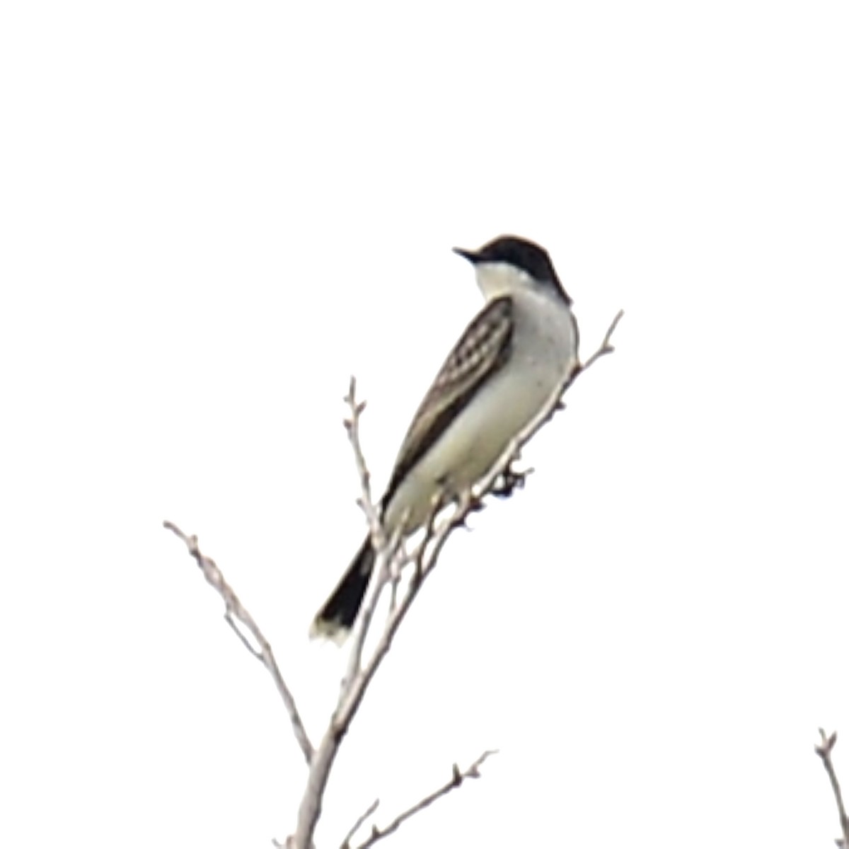 Eastern Kingbird - T Reed