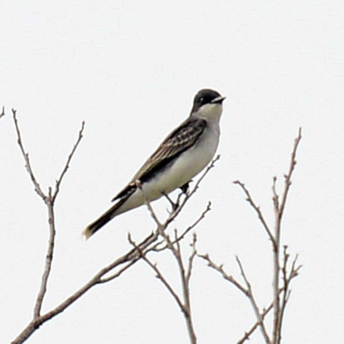 Eastern Kingbird - T Reed