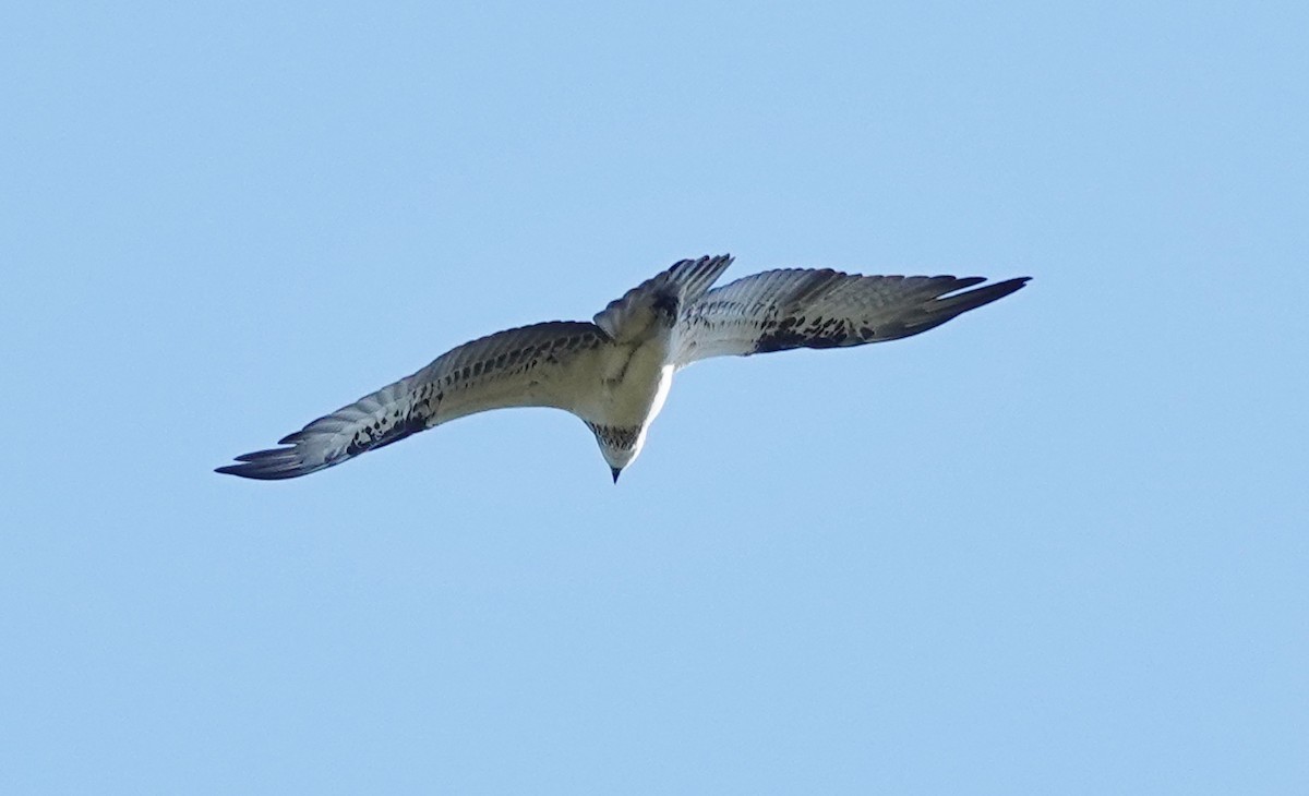 Osprey (Australasian) - ML619006981