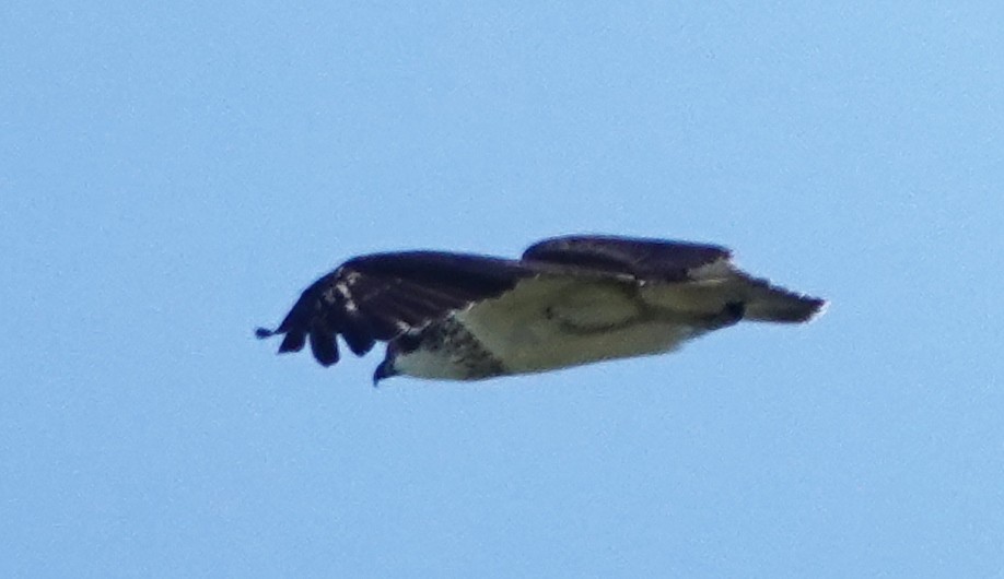 Águila Pescadora (Australia) - ML619006982