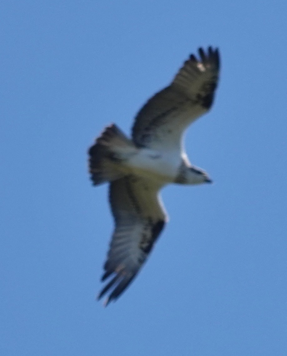 Osprey (Australasian) - ML619006984