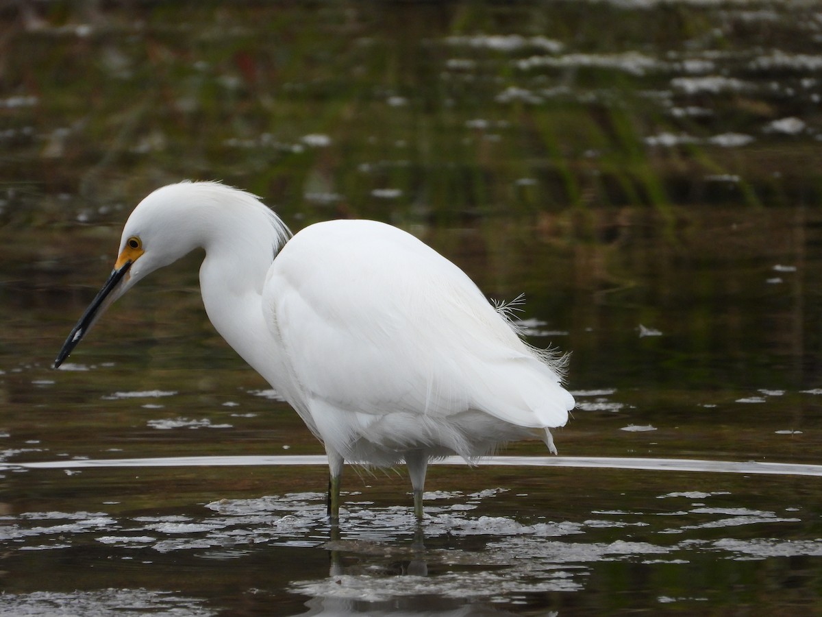 Snowy Egret - Más Aves