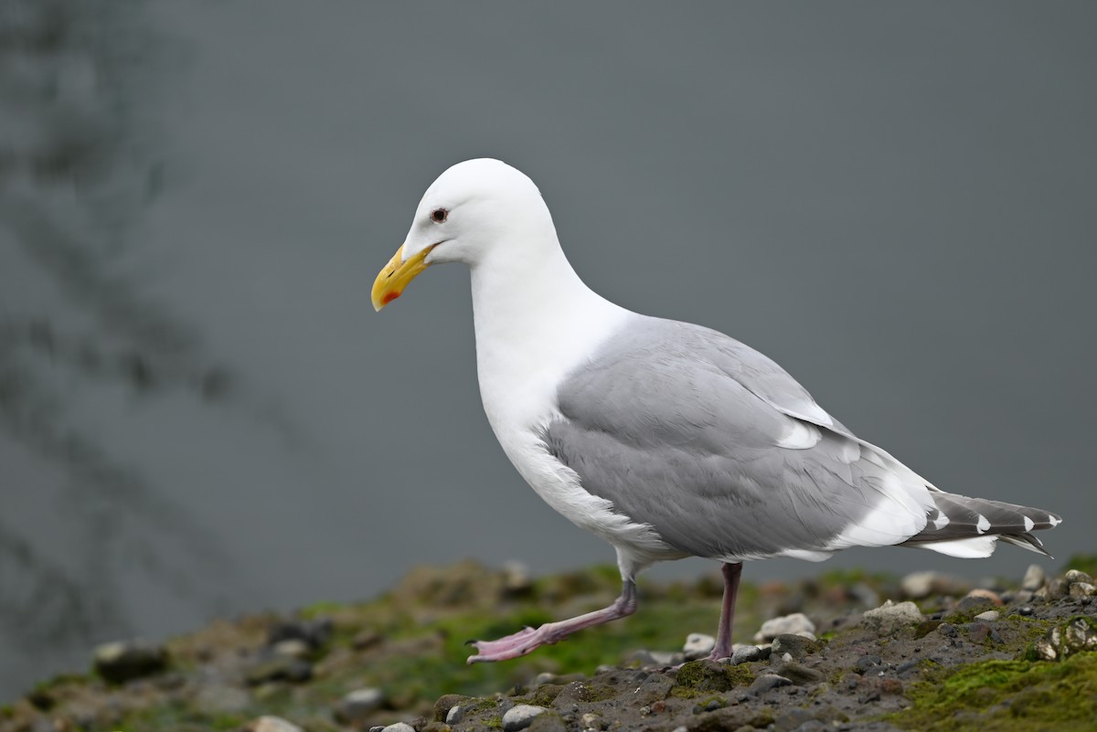 Goéland à ailes grises - ML619007032