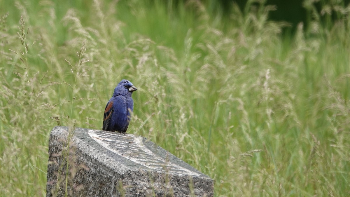 Blue Grosbeak - ML619007050