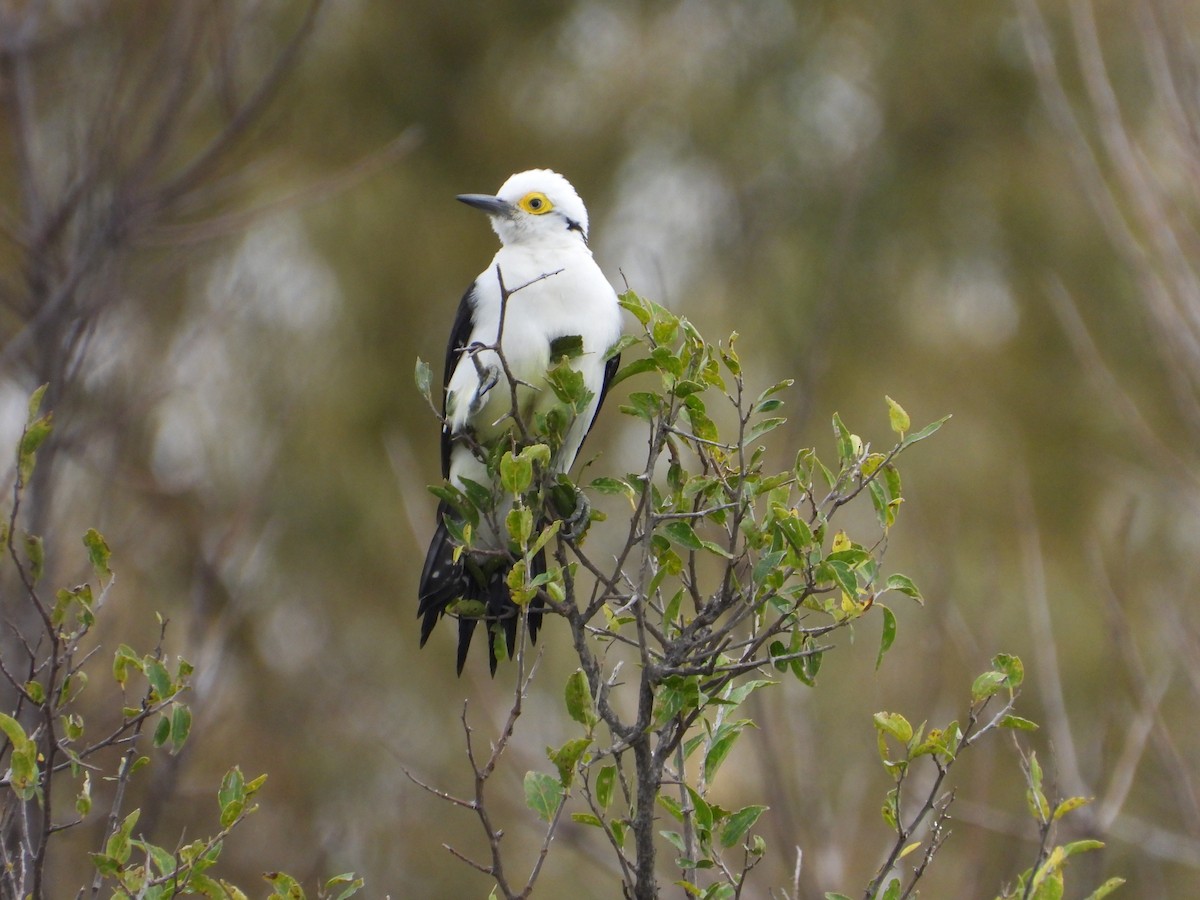 White Woodpecker - ML619007065