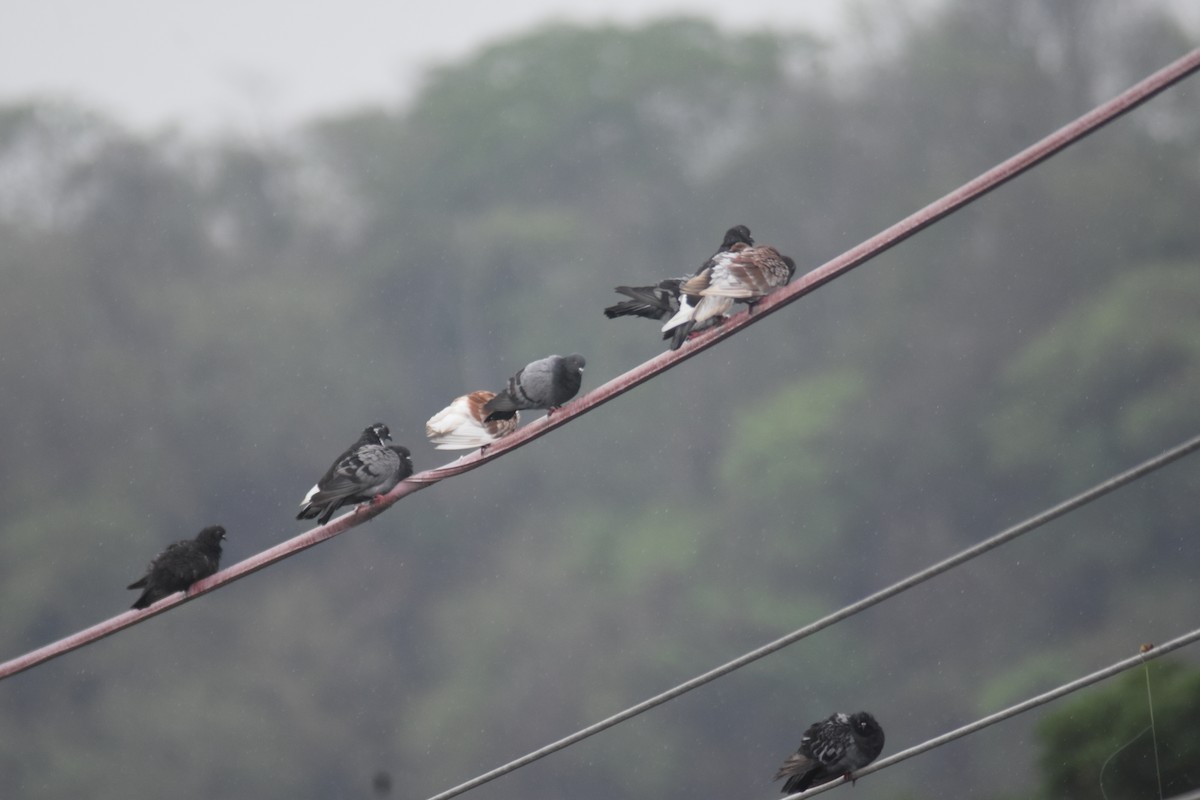 Rock Pigeon (Feral Pigeon) - ML619007067