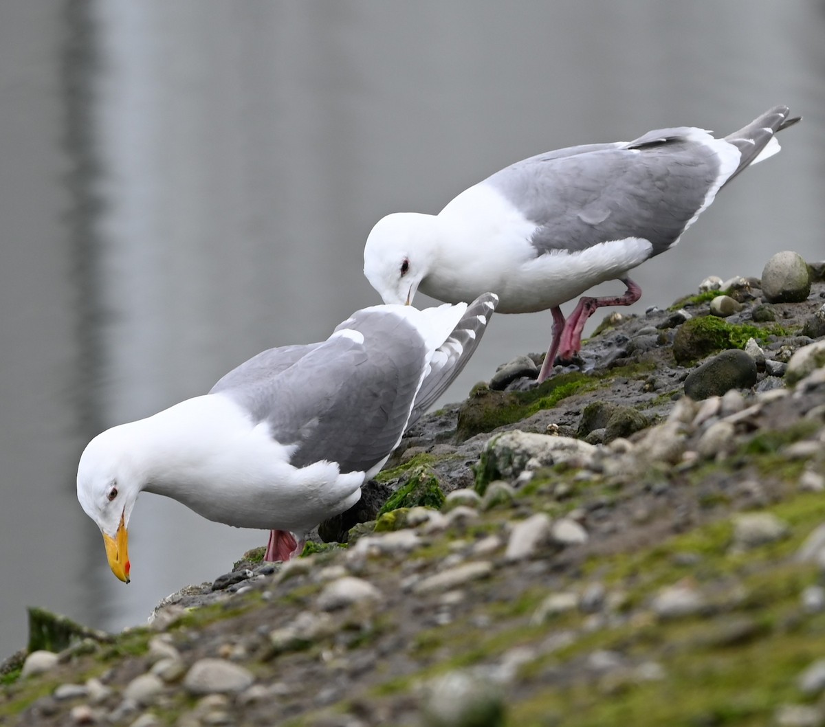 Glaucous-winged Gull - ML619007068