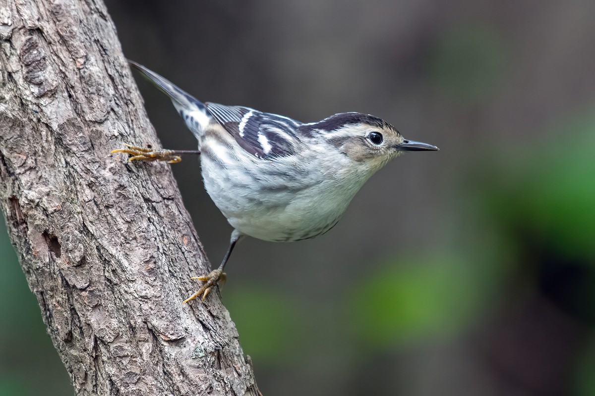 Black-and-white Warbler - ML619007075