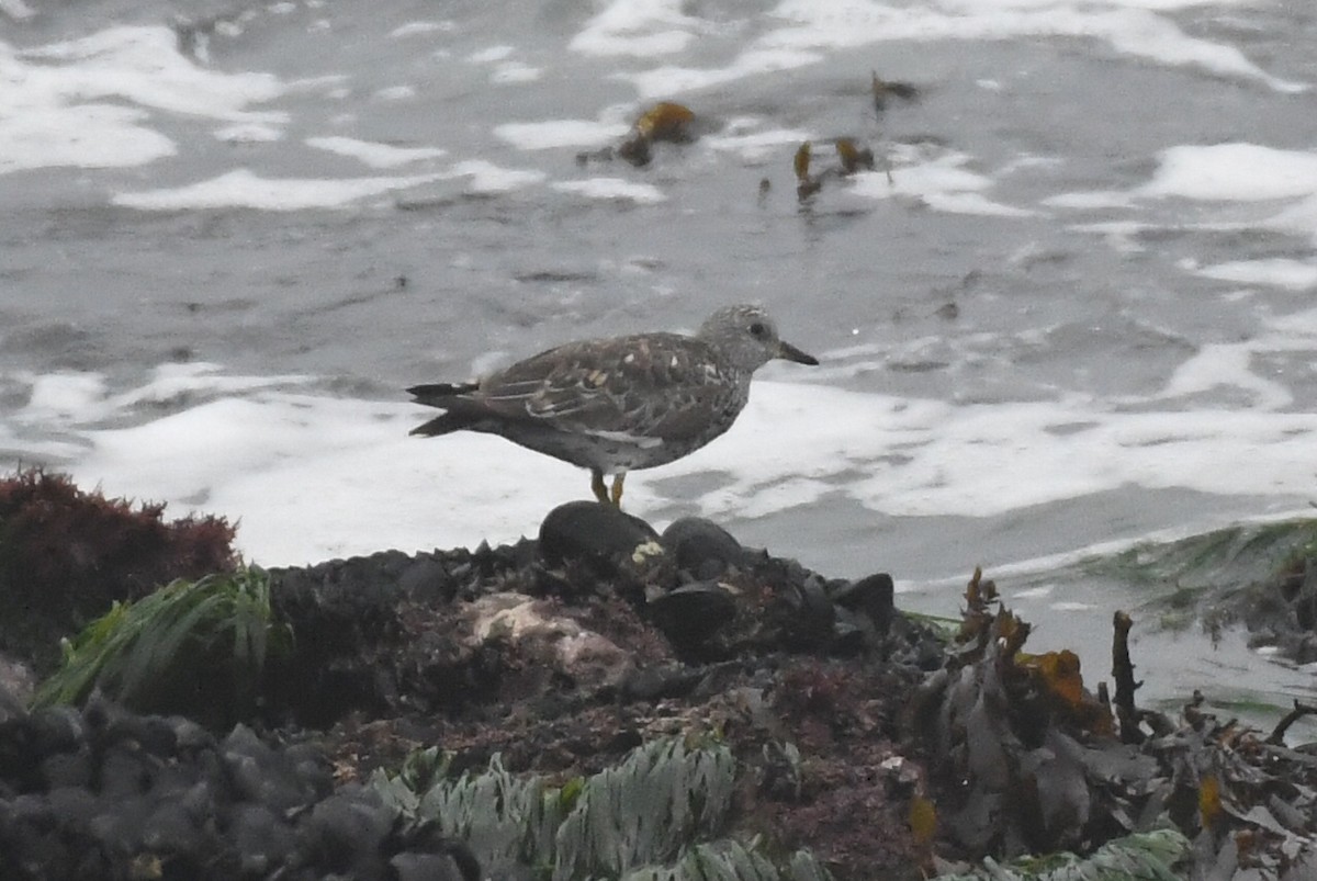 Surfbird - ML619007101