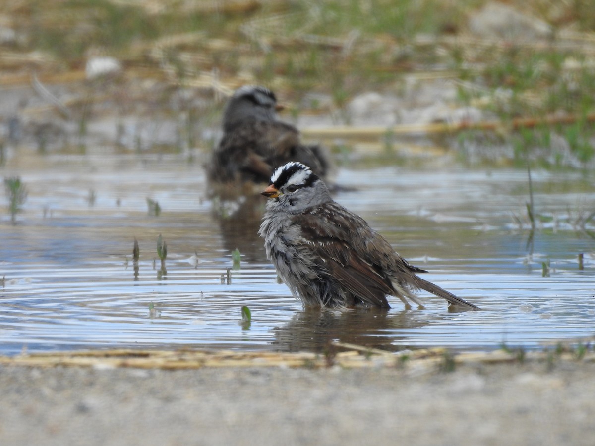 White-crowned Sparrow (Gambel's) - ML619007106