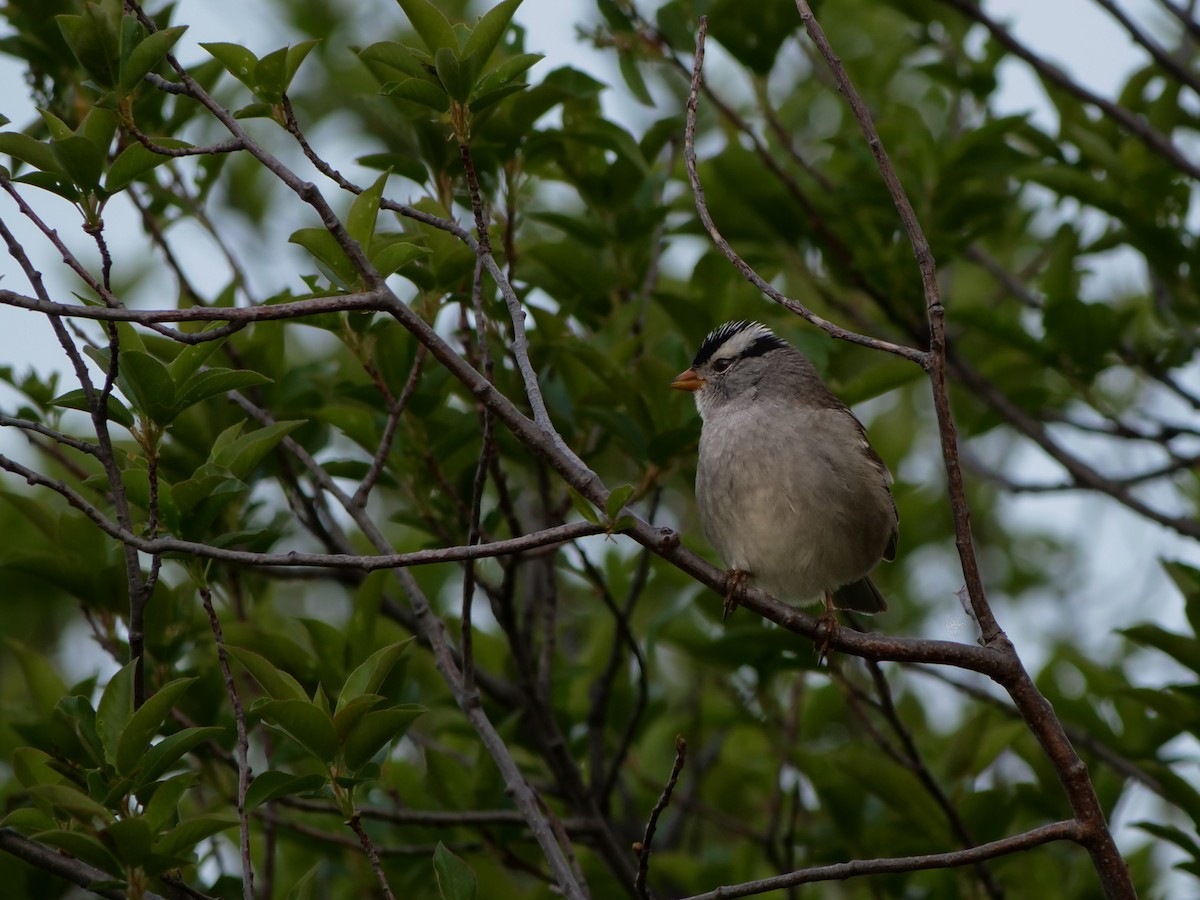 White-crowned Sparrow - Bob Izumi