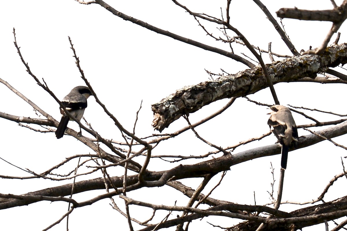 Loggerhead Shrike - ML619007122