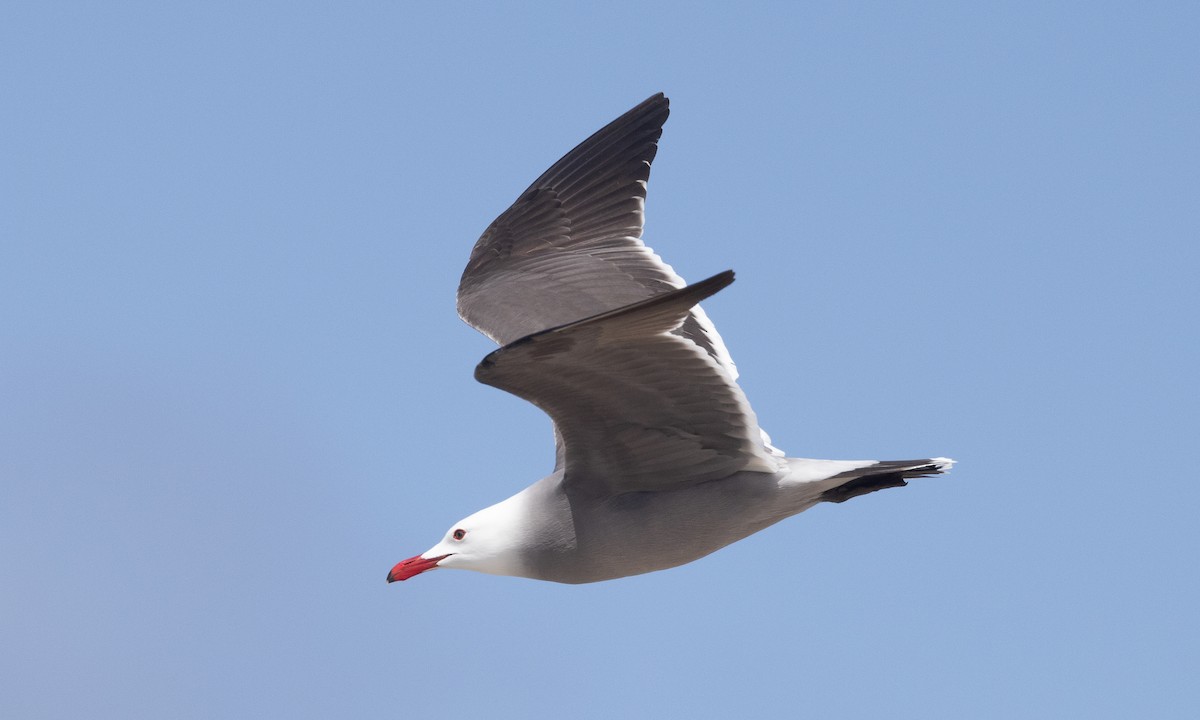 Heermann's Gull - Brian Sullivan