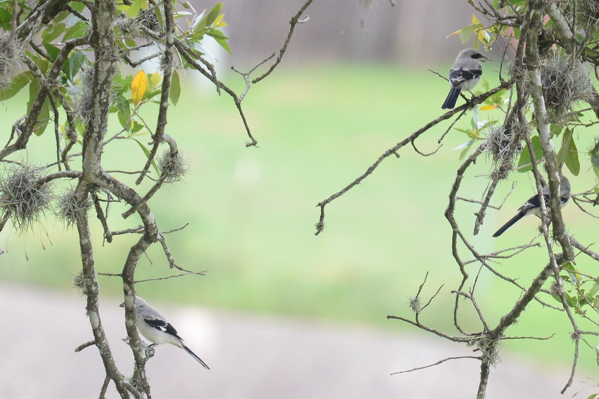 Loggerhead Shrike - ML619007127