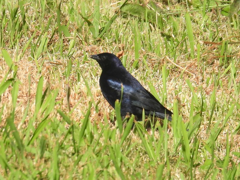 Shiny Cowbird - bob butler