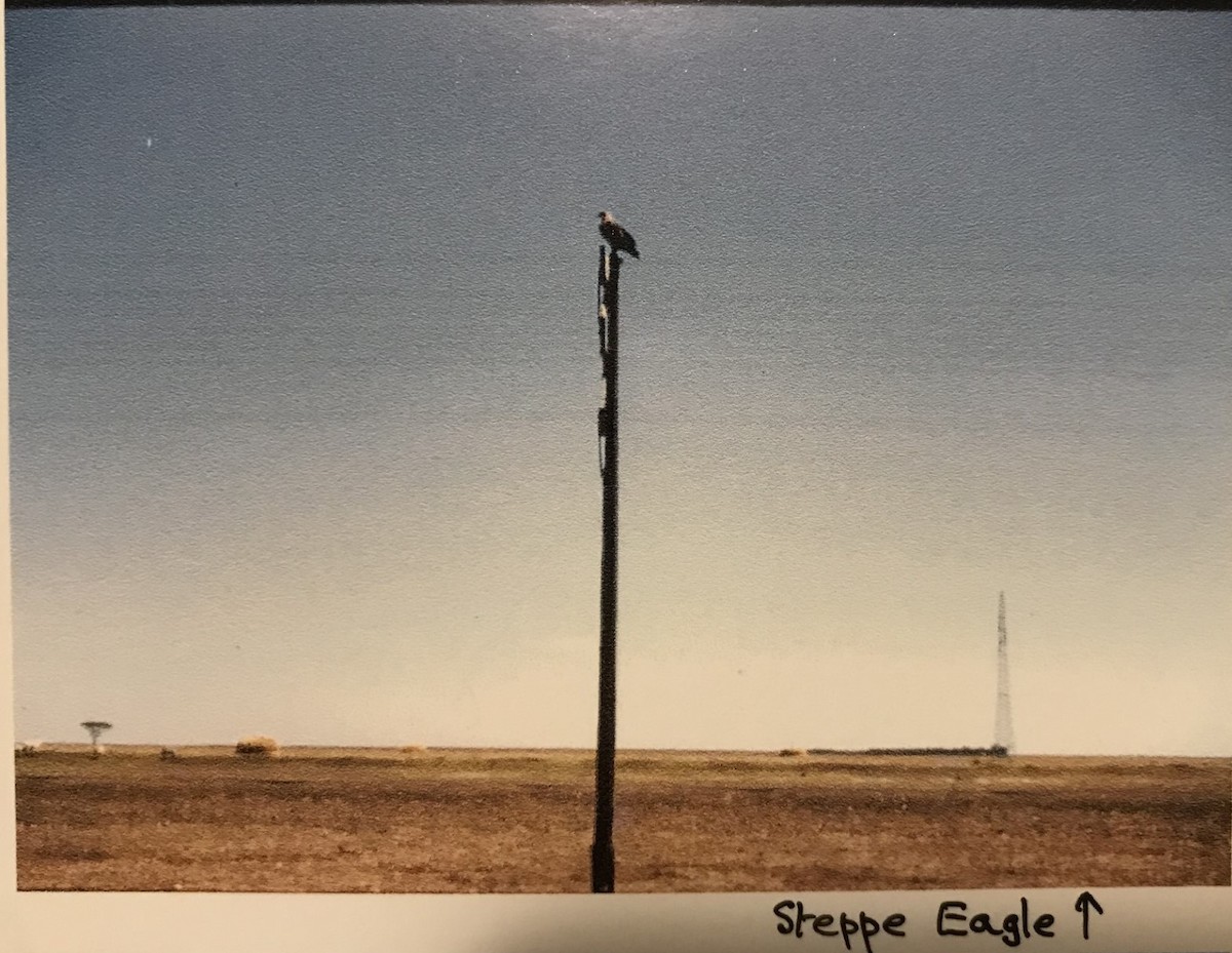 Steppe Eagle - Peter Dare