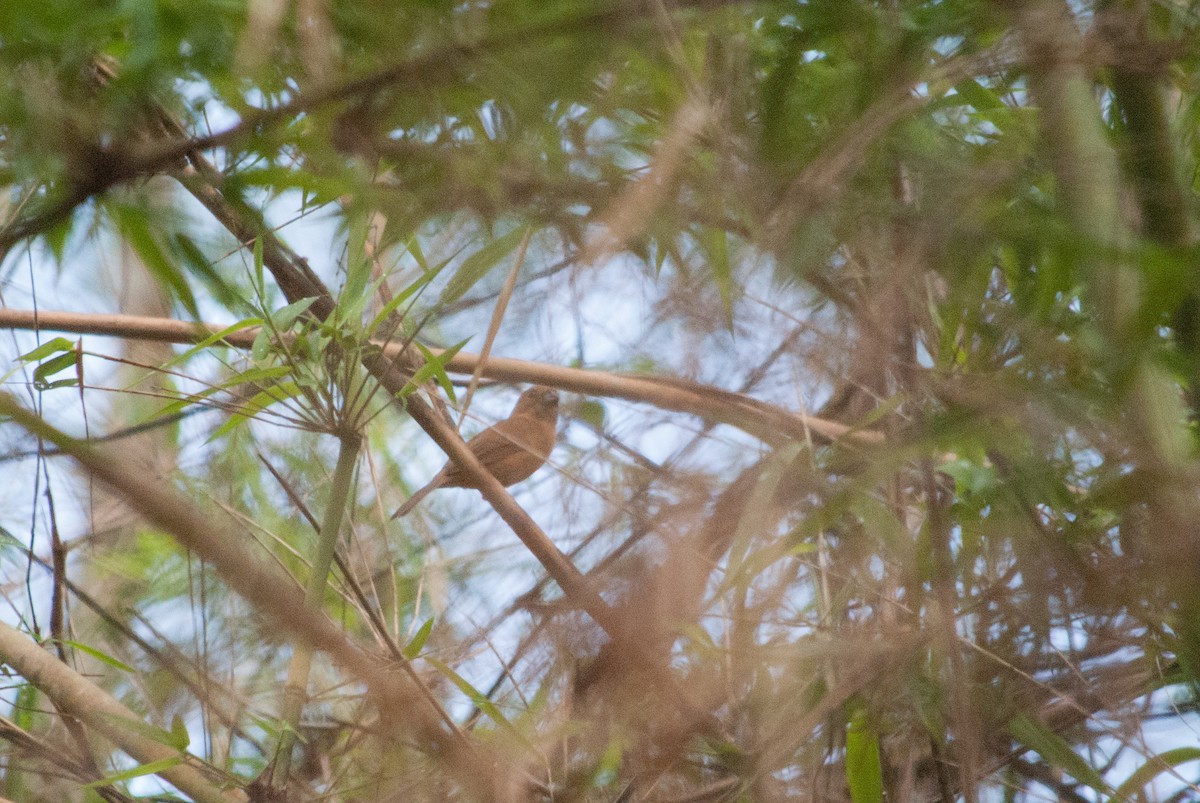 Carrizal Seedeater - ML619007208