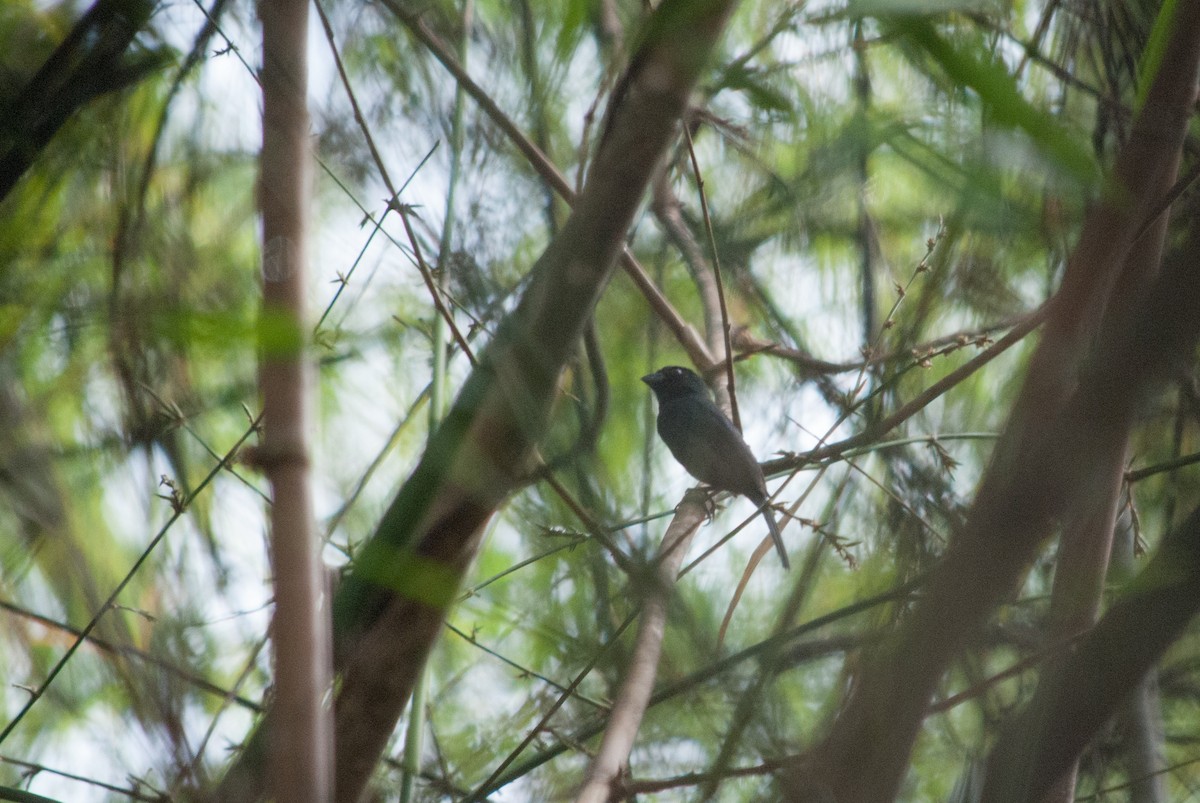 Carrizal Seedeater - ML619007210