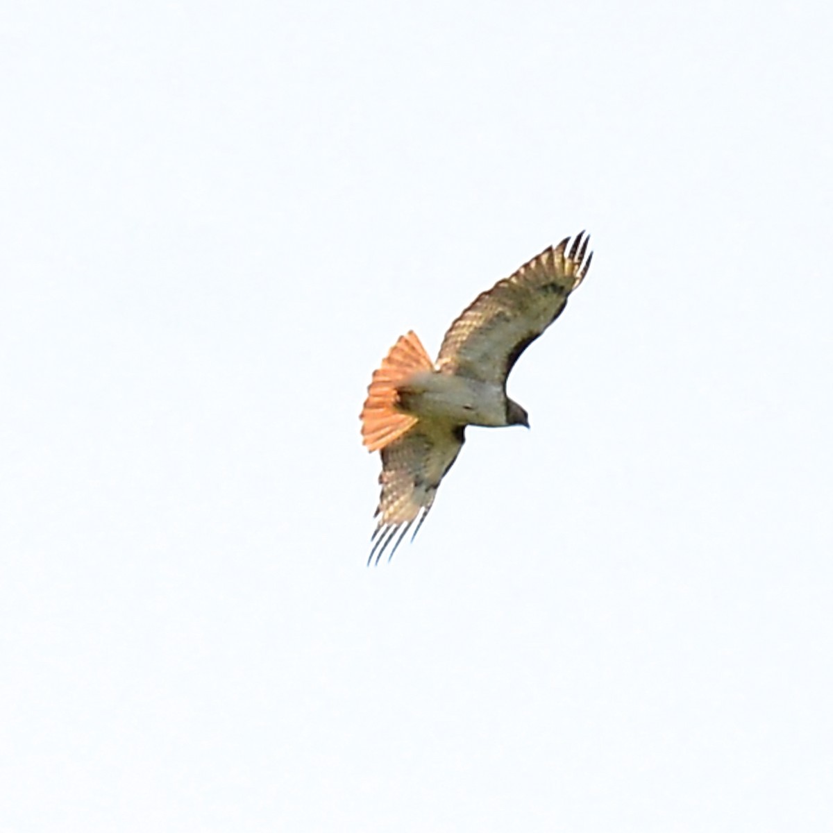 Red-tailed Hawk - T Reed