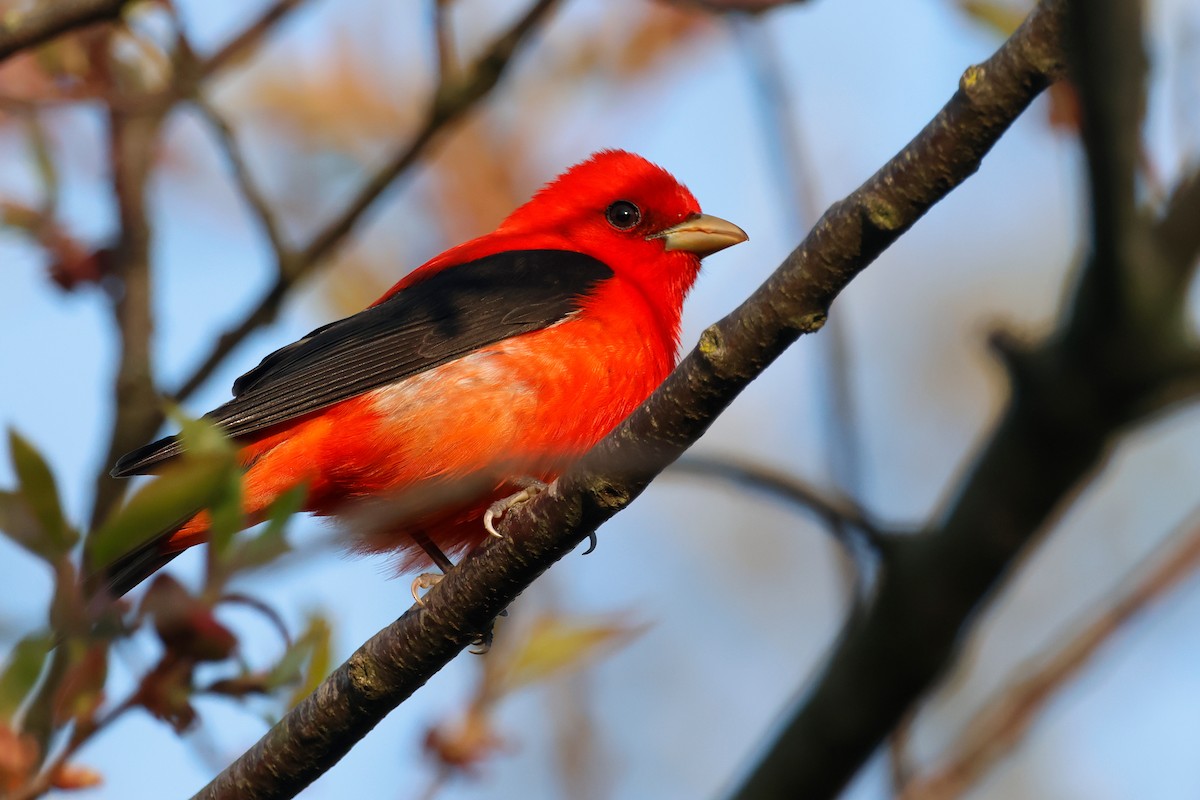 Scarlet Tanager - ML619007218