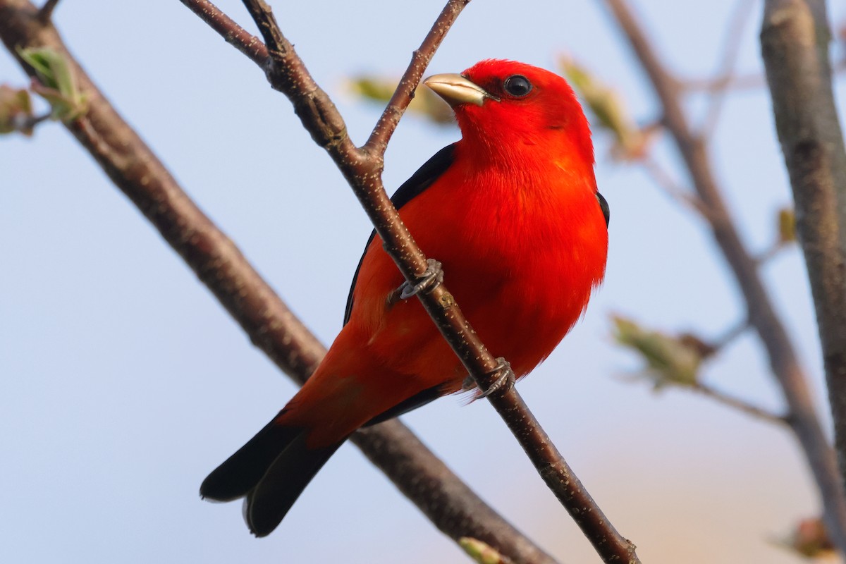 Scarlet Tanager - ML619007219