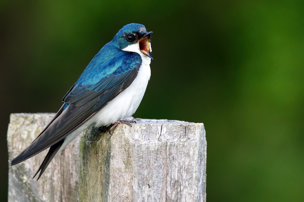 Tree Swallow - ML619007238